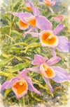 Dendrobium Loddigesii, Aquarelle-style paper print, after an original photograph by Swiss photographer TOMas Rodak for sale at TOMs FLOWer CLUB. 
