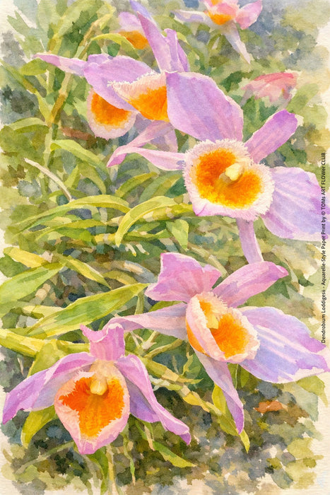 Dendrobium Loddigesii, Aquarelle-style paper print, after an original photograph by Swiss photographer TOMas Rodak for sale at TOMs FLOWer CLUB. 