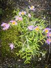 Dendrobium Loddigesii, rose orange flowering orchid, organically grown tropical plants for sale at TOMs FLOWer CLUB.