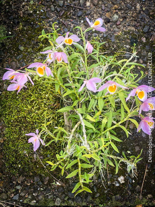 Dendrobium Loddigesii, rose orange flowering orchid, organically grown tropical plants for sale at TOMs FLOWer CLUB.