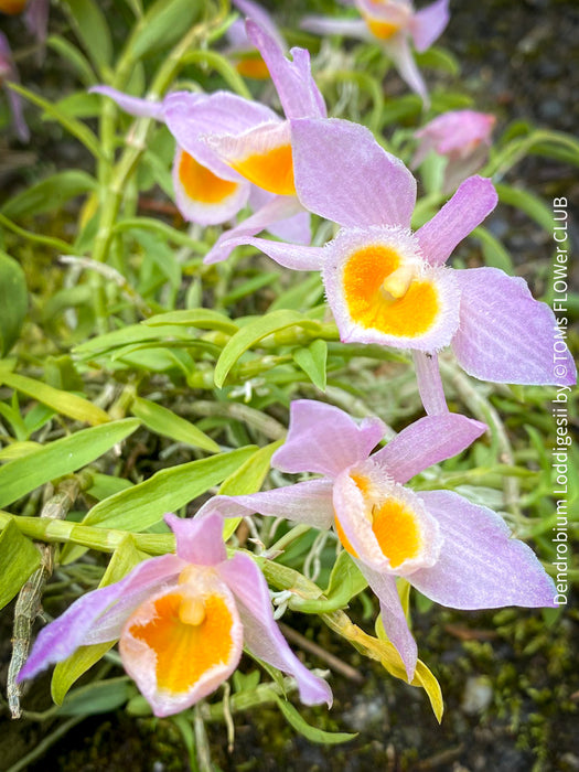 Dendrobium Loddigesii, rose orange flowering orchid, organically grown tropical plants for sale at TOMs FLOWer CLUB.