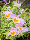 Dendrobium Loddigesii, rose orange flowering orchid, organically grown tropical plants for sale at TOMs FLOWer CLUB.