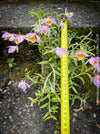 Dendrobium Loddigesii, rose orange flowering orchid, organically grown tropical plants for sale at TOMs FLOWer CLUB.