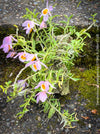 Dendrobium Loddigesii, rose orange flowering orchid, organically grown tropical plants for sale at TOMs FLOWer CLUB.