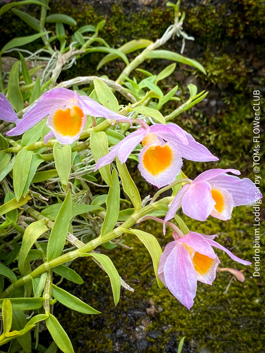 Dendrobium Loddigesii, rose orange flowering orchid, organically grown tropical plants for sale at TOMs FLOWer CLUB.