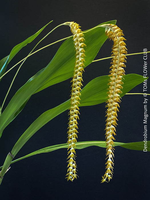 Dendrobium Magnum, yellow flowering fragrant orchid, organically grown tropical plants for sale at TOMs FLOWer CLUB