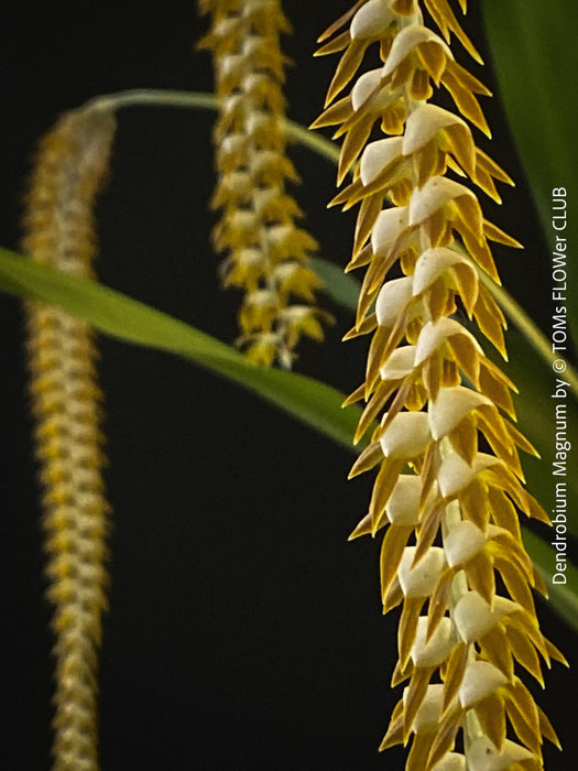 Dendrobium Magnum, yellow flowering fragrant orchid, organically grown tropical plants for sale at TOMs FLOWer CLUB