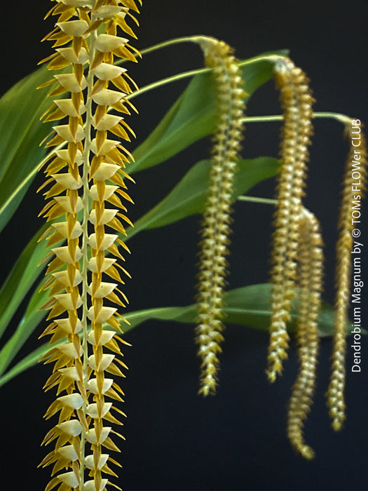 Dendrobium Magnum, yellow flowering fragrant orchid, organically grown tropical plants for sale at TOMs FLOWer CLUB