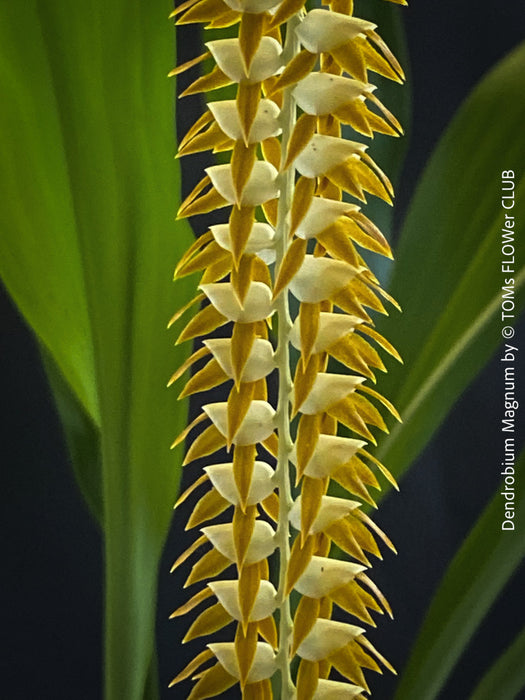 Dendrobium Magnum, yellow flowering fragrant orchid, organically grown tropical plants for sale at TOMs FLOWer CLUB