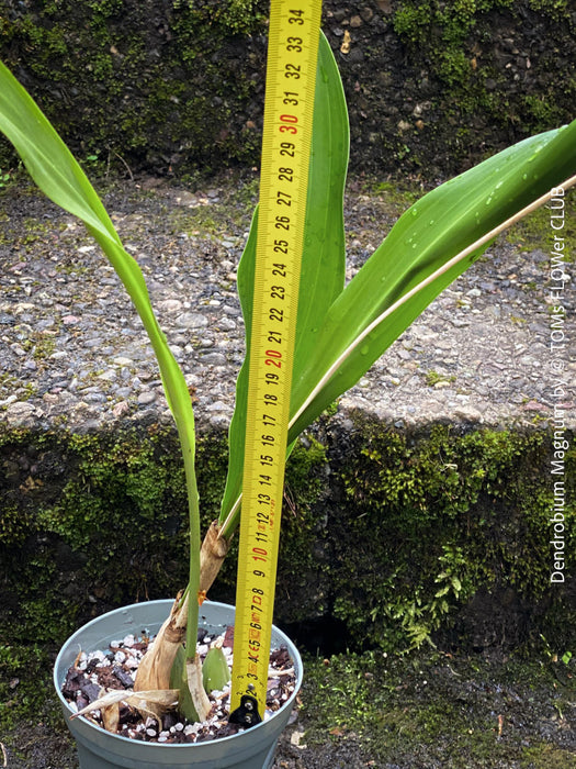 Dendrobium Magnum, yellow flowering fragrant orchid, organically grown tropical plants for sale at TOMs FLOWer CLUB