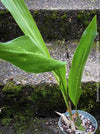 Dendrobium Magnum, yellow flowering fragrant orchid, organically grown tropical plants for sale at TOMs FLOWer CLUB