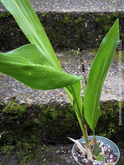 Dendrobium Magnum, yellow flowering fragrant orchid, organically grown tropical plants for sale at TOMs FLOWer CLUB