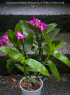 Dendrobium Nobile Akatsuki, pink flowering orchid, organically grown tropical plants for sale at TOMs FLOWer CLUB
