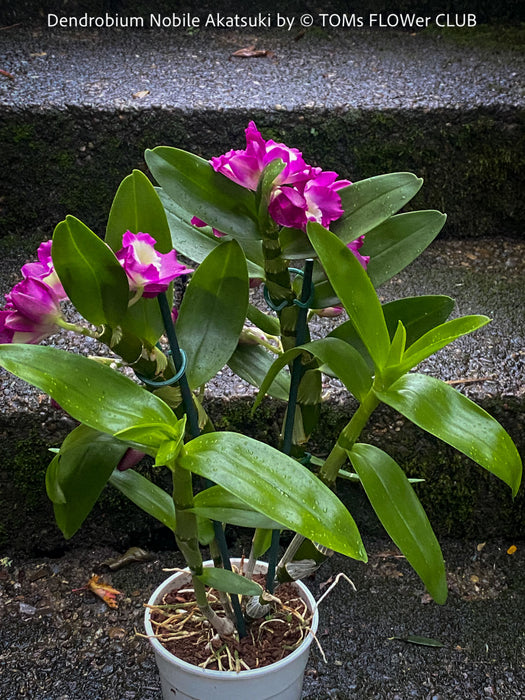 Dendrobium Nobile Akatsuki, pink flowering orchid, organically grown tropical plants for sale at TOMs FLOWer CLUB