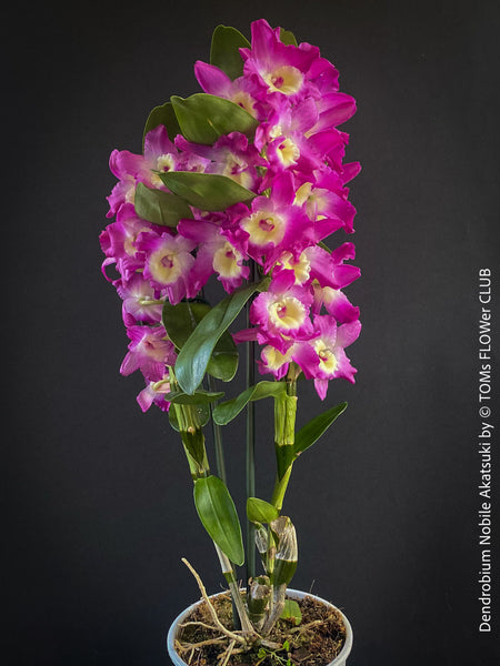 Dendrobium Nobile Akatsuki, pink flowering orchid, organically grown tropical plants for sale at TOMs FLOWer CLUB