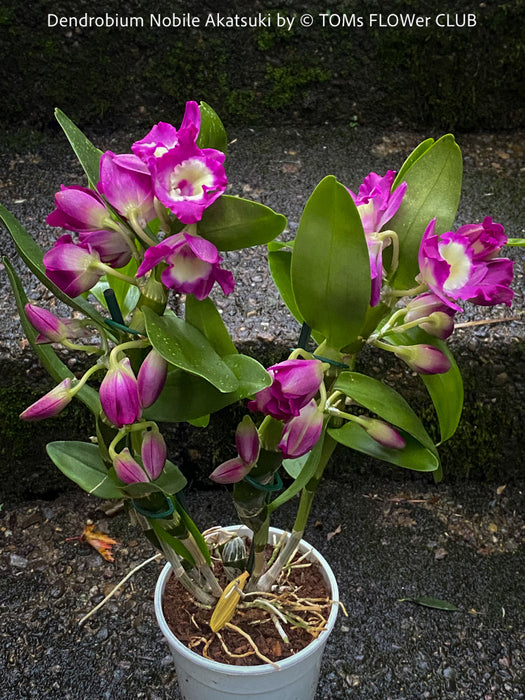 Dendrobium Nobile Akatsuki, pink flowering orchid, organically grown tropical plants for sale at TOMs FLOWer CLUB