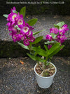 Dendrobium Nobile Akatsuki, pink flowering orchid, organically grown tropical plants for sale at TOMs FLOWer CLUB