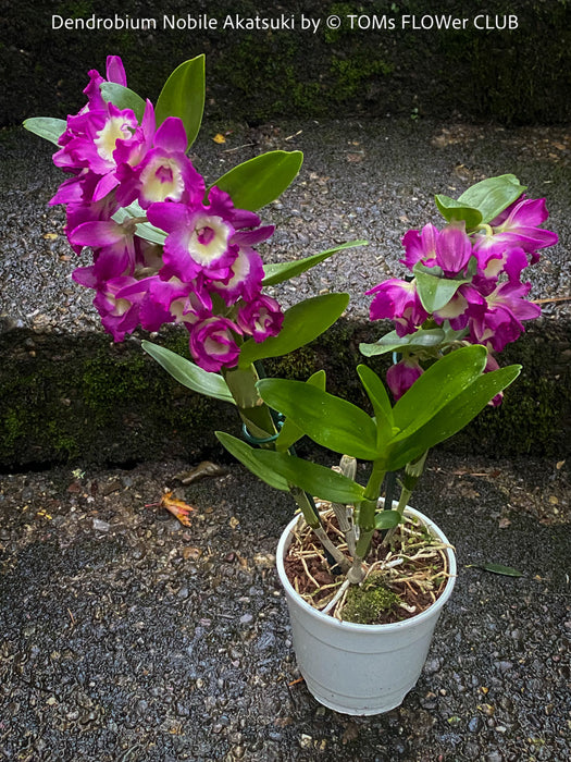 Dendrobium Nobile Akatsuki, pink flowering orchid, organically grown tropical plants for sale at TOMs FLOWer CLUB