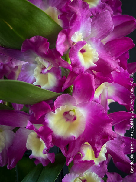 Dendrobium Nobile Akatsuki, pink flowering orchid, organically grown tropical plants for sale at TOMs FLOWer CLUB