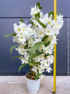 Dendrobium Nobile Apollon White, white flowering and fragrant orchid growing indoors at TOMs FLOWer CLUB.