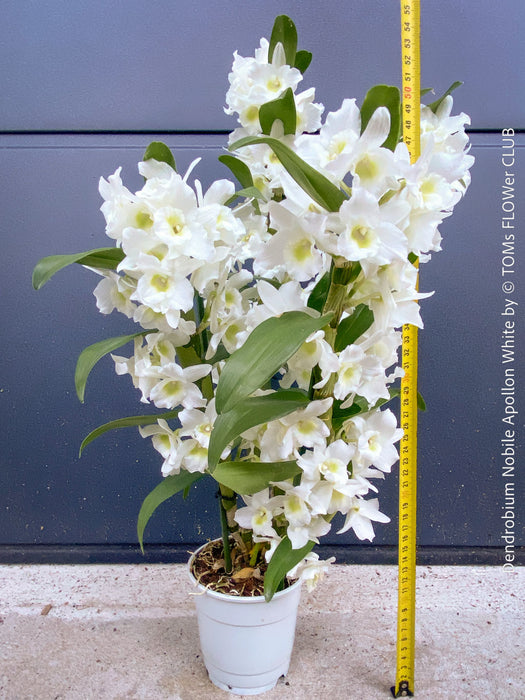Dendrobium Nobile Apollon White, white flowering and fragrant orchid growing indoors at TOMs FLOWer CLUB.