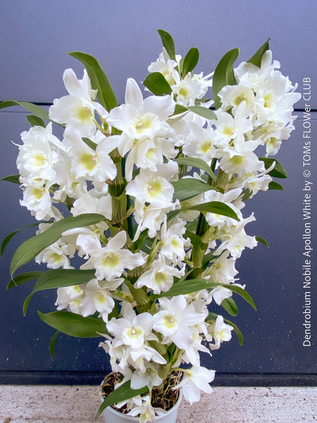 Dendrobium Nobile Apollon White, white flowering and fragrant orchid growing indoors at TOMs FLOWer CLUB.