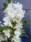 Dendrobium Nobile Apollon White, white flowering and fragrant orchid growing indoors at TOMs FLOWer CLUB.