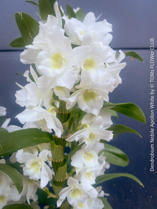 Dendrobium Nobile Apollon White, white flowering and fragrant orchid growing indoors at TOMs FLOWer CLUB.