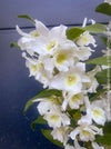 Dendrobium Nobile Apollon White, white flowering and fragrant orchid growing indoors at TOMs FLOWer CLUB.