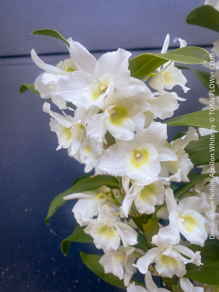 Dendrobium Nobile Apollon White, white flowering and fragrant orchid growing indoors at TOMs FLOWer CLUB.