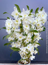 Dendrobium Nobile Apollon White, white flowering and fragrant orchid growing indoors at TOMs FLOWer CLUB.