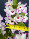 Noble orchid Dendrobium Spring Dream Kumiko growing indoors at TOMs FLOWer CLUB