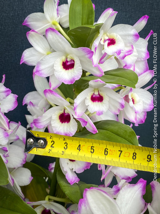 Noble orchid Dendrobium Spring Dream Kumiko growing indoors at TOMs FLOWer CLUB