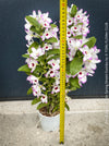 Noble orchid Dendrobium Spring Dream Kumiko growing indoors at TOMs FLOWer CLUB