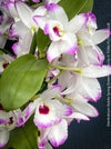 Dendrobium Nobile Spring Dream Kumiko orchid growing indoors at TOMs FLOWer CLUB, flower detail.