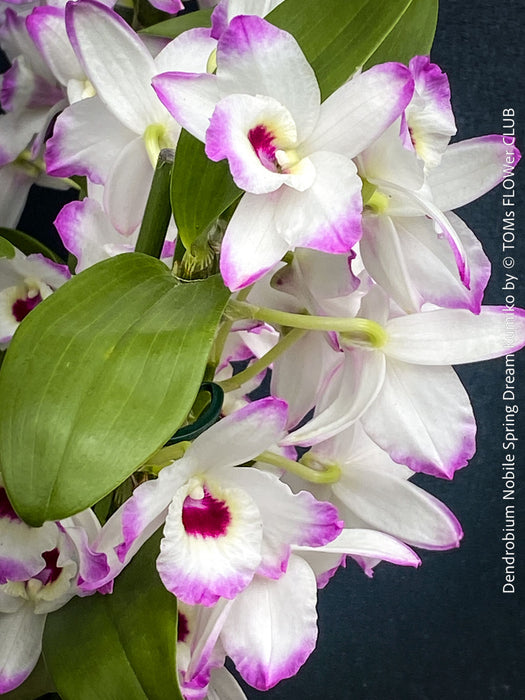 Dendrobium Nobile Spring Dream Kumiko orchid growing indoors at TOMs FLOWer CLUB, flower detail.