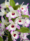 Dendrobium Nobile Spring Dream Kumiko orchid growing indoors at TOMs FLOWer CLUB, flower detail.