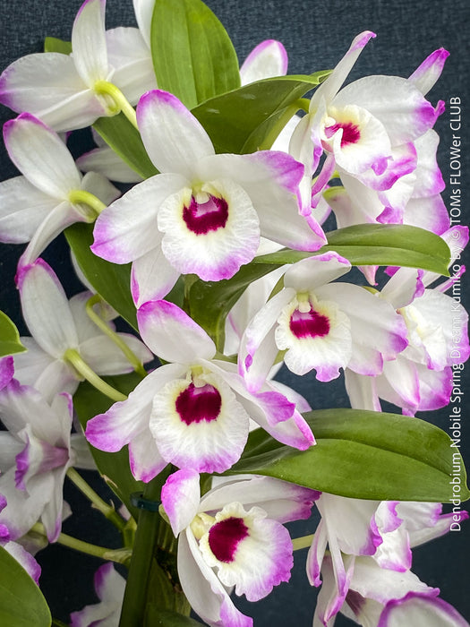 Dendrobium Nobile Spring Dream Kumiko orchid growing indoors at TOMs FLOWer CLUB, flower detail.