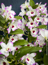 Dendrobium Nobile Spring Dream Kumiko orchid growing indoors at TOMs FLOWer CLUB, flower detail.