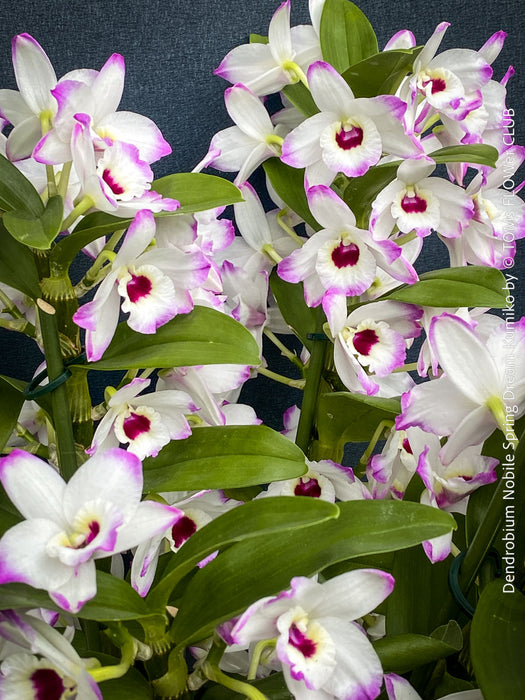 Dendrobium Nobile Spring Dream Kumiko orchid growing indoors at TOMs FLOWer CLUB, flower detail.