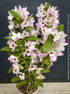 Dendrobium Nobile Spring Dream Kumiko orchid growing indoors at TOMs FLOWer CLUB, flower detail.