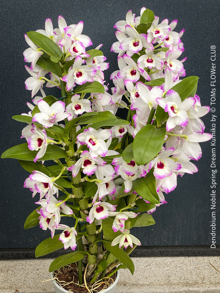 Dendrobium Nobile Spring Dream Kumiko orchid growing indoors at TOMs FLOWer CLUB, flower detail.