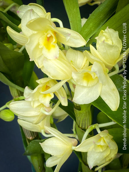 Dendrobium Ida, pure white flowering orchid, organically grown tropical plants for sale at TOMs FLOWer CLUB