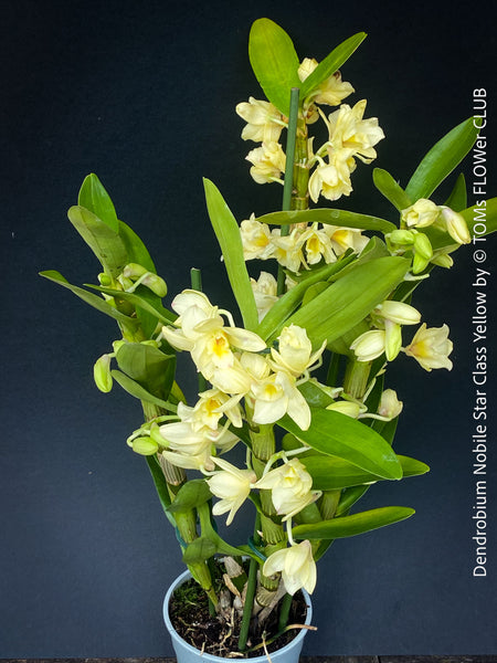 Dendrobium Nobile Star Class Yellow, yellow flowering orchid, organically grown tropical plants for sale at TOMs FLOWer CLUB