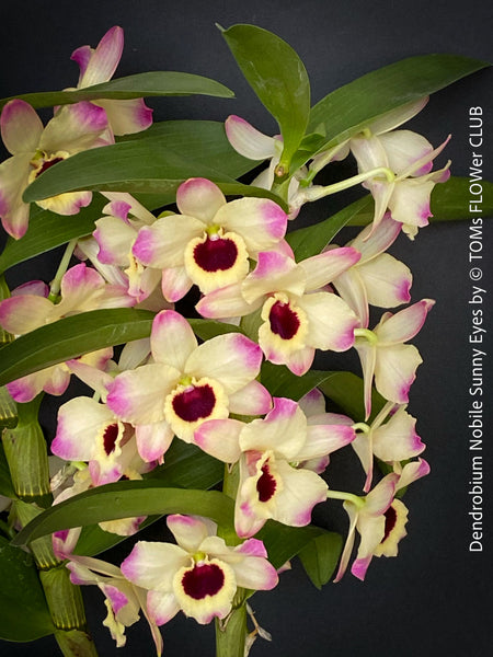 Dendrobium Nobile Sunny Eyes, pink flowering orchid, organically grown tropical plants for sale at TOMs FLOWer CLUB