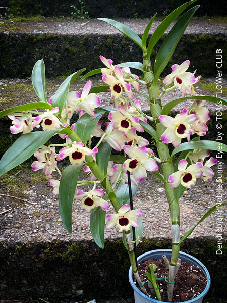 Dendrobium Nobile Sunny Eyes, pink flowering orchid, organically grown tropical plants for sale at TOMs FLOWer CLUB