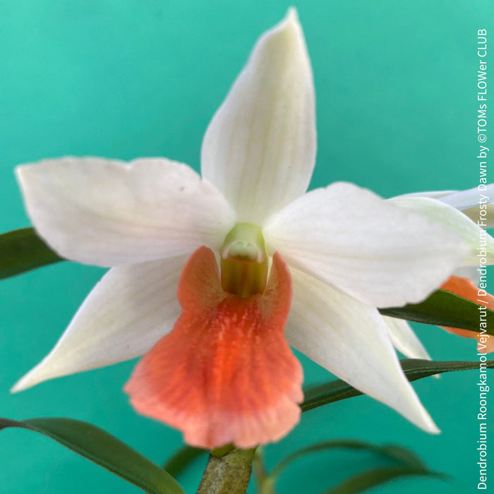 Dendrobium Roongkamol Vejvarut / Dendrobium Frosty Dawn, orange flowering orchid, organically grown tropical plants for sale at TOMs FLOWer CLUB
