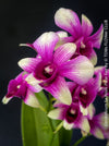 Flower detail of Dendrobium Sa-Nook ‘Polar Fire’, elegant Thai hybrid Orchid with White and Purple Flowers, organically grown tropical plants for sale at TOMs FLOWer CLUB