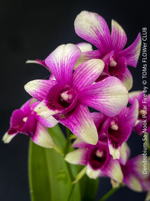 Flower detail of Dendrobium Sa-Nook ‘Polar Fire’, elegant Thai hybrid Orchid with White and Purple Flowers, organically grown tropical plants for sale at TOMs FLOWer CLUB