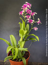 Flowering Dendrobium Sa-Nook ‘Polar Fire’, elegant Thai hybrid Orchid with White and Purple Flowers, organically grown tropical plants for sale at TOMs FLOWer CLUB